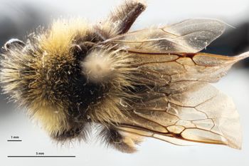 Media type: image;   Entomology 813739 Description: Specimen documentation photo of habitus dorsal viewfrom specimen MCZ:Ent:813739, captured on2025-02-06;  Aspect: habitus dorsal view
